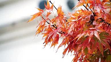 升格唯美空境一叶知秋秋天红色枫叶雨中黄叶视频的预览图